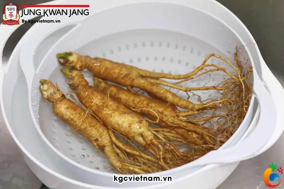 Ngâm nhân sâm trong nước để cho đất bám vào củ sâm mềm ra | KGC Jung Kwan Jang Việt Nam | www.kgcvietnam.vn