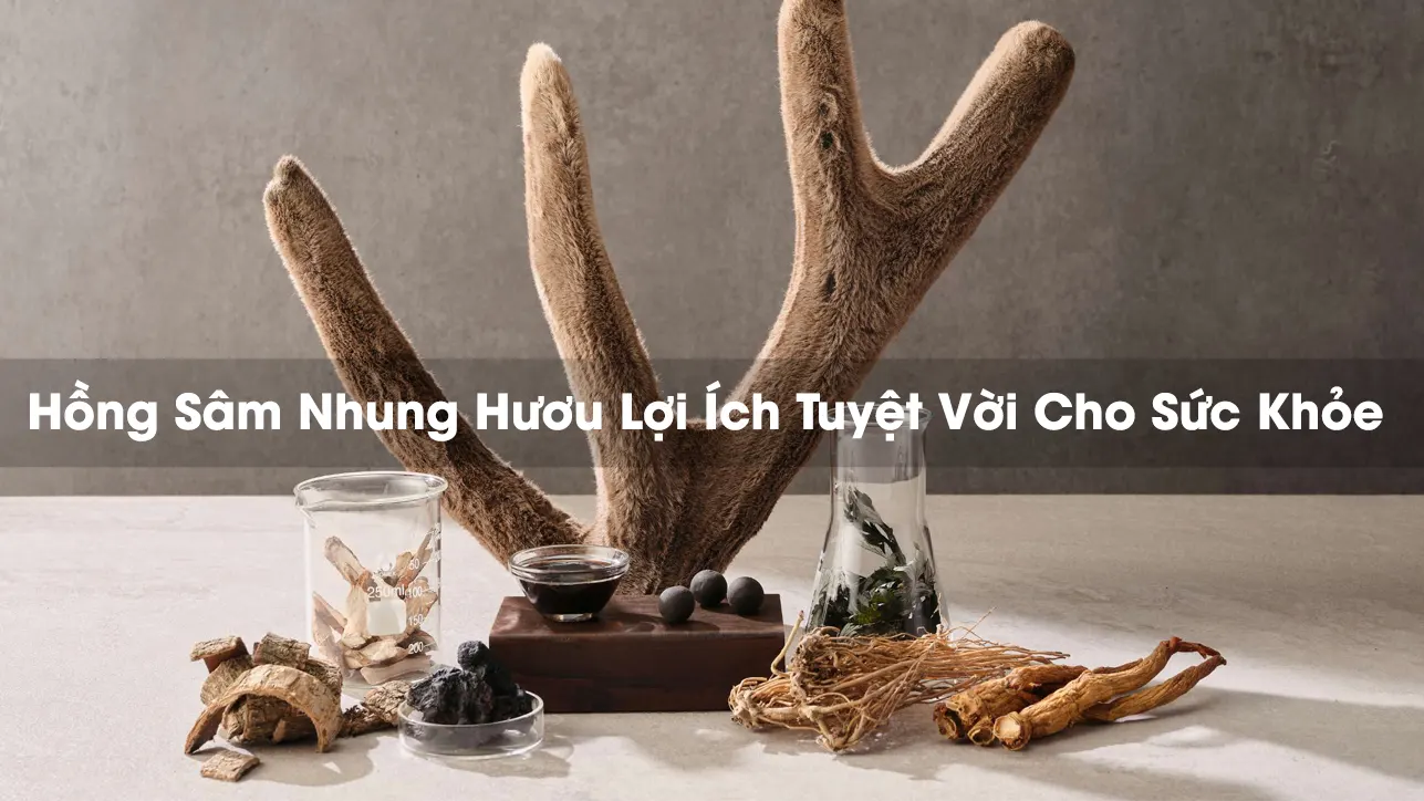 Hồng Sâm Nhung Hươu Lợi Ích Tuyệt Vời Cho Sức Khỏe