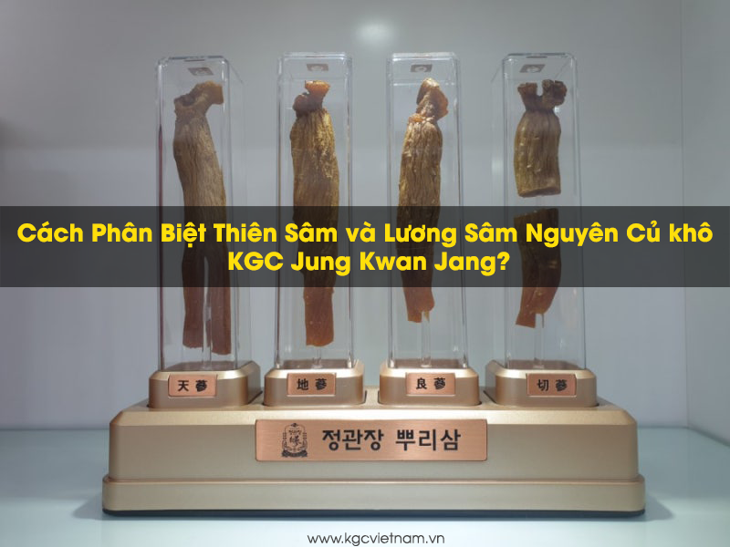 Cách Phân Biệt Thiên Sâm và Lương Sâm Nguyên Củ khô KGC Jung Kwan Jang? | Jung Kwan Jang | Kgcvietnam.vn Cách Phân Biệt Thiên Sâm và Lương Sâm Nguyên Củ khô KGC Jung Kwan Jang? | Jung Kwan Jang | Kgcvietnam.vn