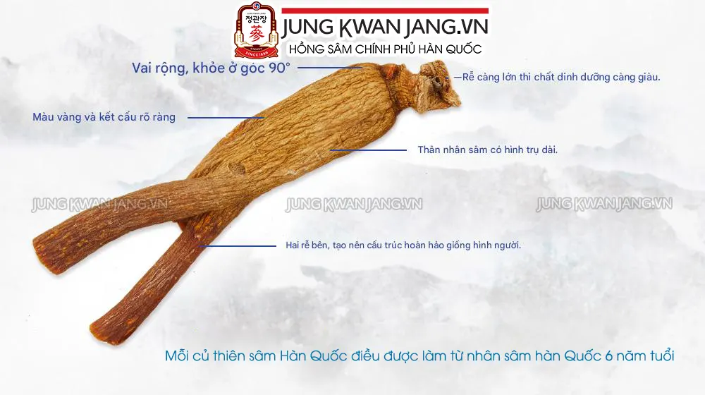 Thiên Sâm là gì? Hình ảnh nhân sâm 6 năm tuổi cao cấp KGC