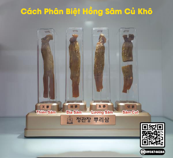 Cách Phân Biệt Thiên Sâm và Lương Sâm Nguyên Củ khô KGC Jung Kwan Jang | Jung Kwan Jang | kgcvietnam.vn