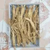 Sâm tươi hầm gà 20 củ - 40 củ