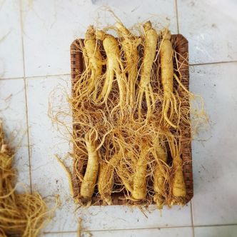 Sâm tươi Hàn Quốc loại 10 củ 1 kg