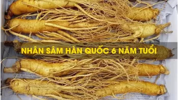 Nhân sâm Hàn Quốc có tác dụng giảm đau và giảm viêm - kgcvietnam.vn