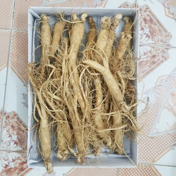 Sâm tươi hầm gà 20 củ - 40 củ