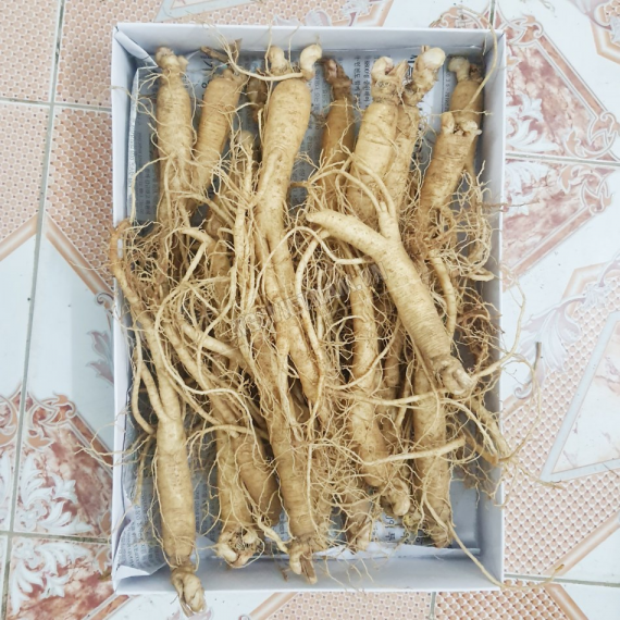 Sâm tươi hầm gà 20 củ - 40 củ