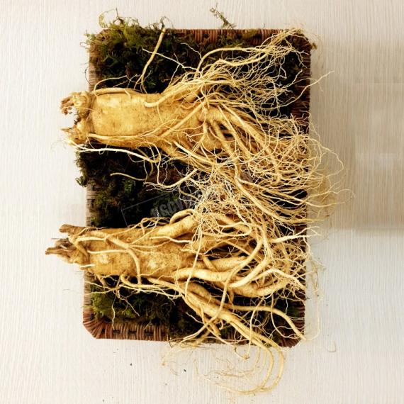 Sâm tươi Hàn Quốc loại 2 củ 1 kg