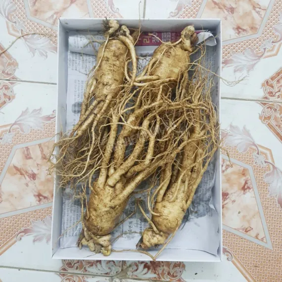 Sâm tươi Hàn Quốc loại 4 củ 1 kg