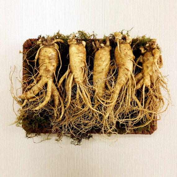Sâm tươi Hàn Quốc loại 5 củ 1 kg