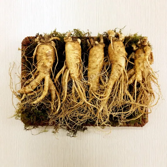 Sâm tươi Hàn Quốc loại 5 củ 1 kg