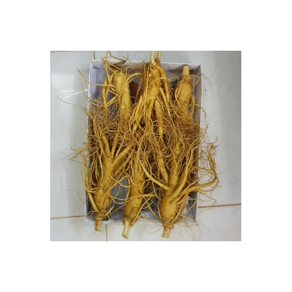 Sâm tươi Hàn Quốc loại 6 củ 1 kg