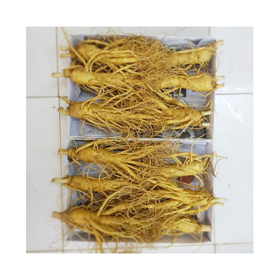 Sâm tươi Hàn Quốc loại 6 củ 1 kg