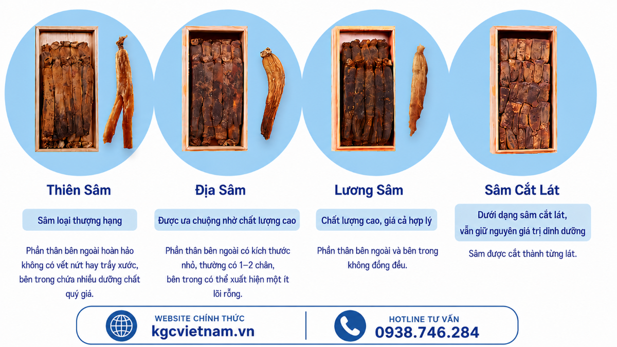 Hình Ảnh Phân Biệt Thiên Sâm - Địa Sâm - Lương Sâm - Sâm Cắt