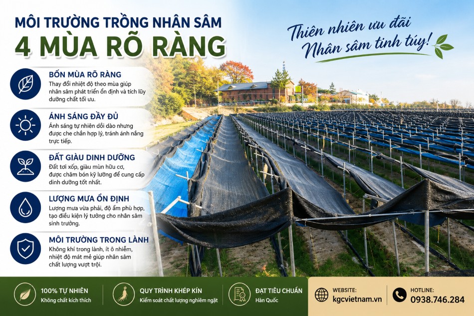 Canh Tác Nhân Sâm Cao Ly Hiện Đại Theo Phương Pháp Khoa Học